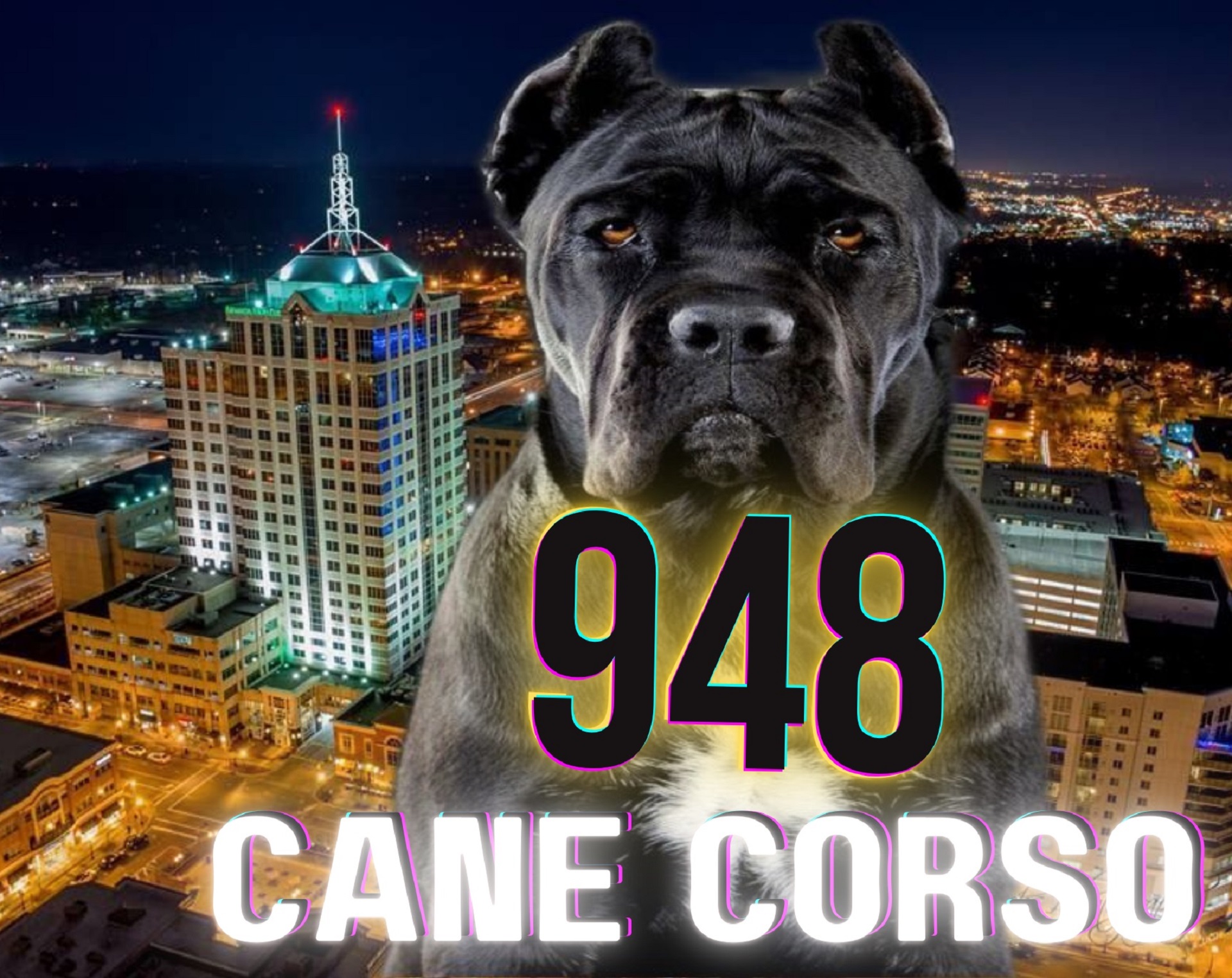 948 Cane Corso